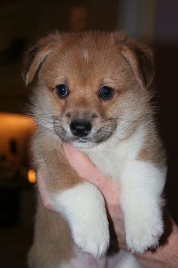 Puppies